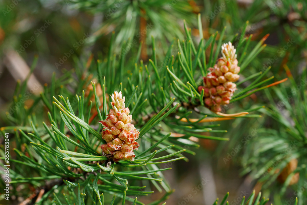 closeup of pine tree cone sprouts in the spring closeup of pine tree cone sprouts in the spring