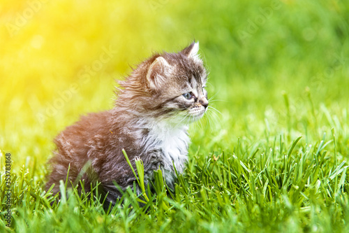 kitten in the green grass