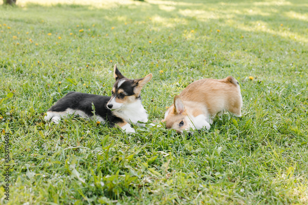 Corgi puppies in a Sunny sunset on a green background Corgi puppies in a Sunny sunset on a green background