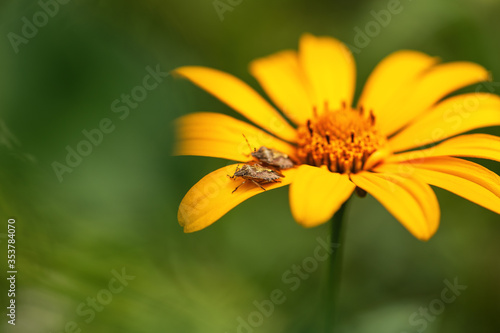 .A bug sits on a yellow flower on a green background with a sun glare. Dolycoris baccarum. Macro photo of an insect bedbug.