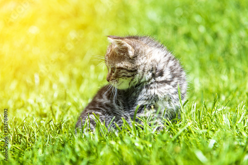 Cute little kitten playing in grass in sunlight