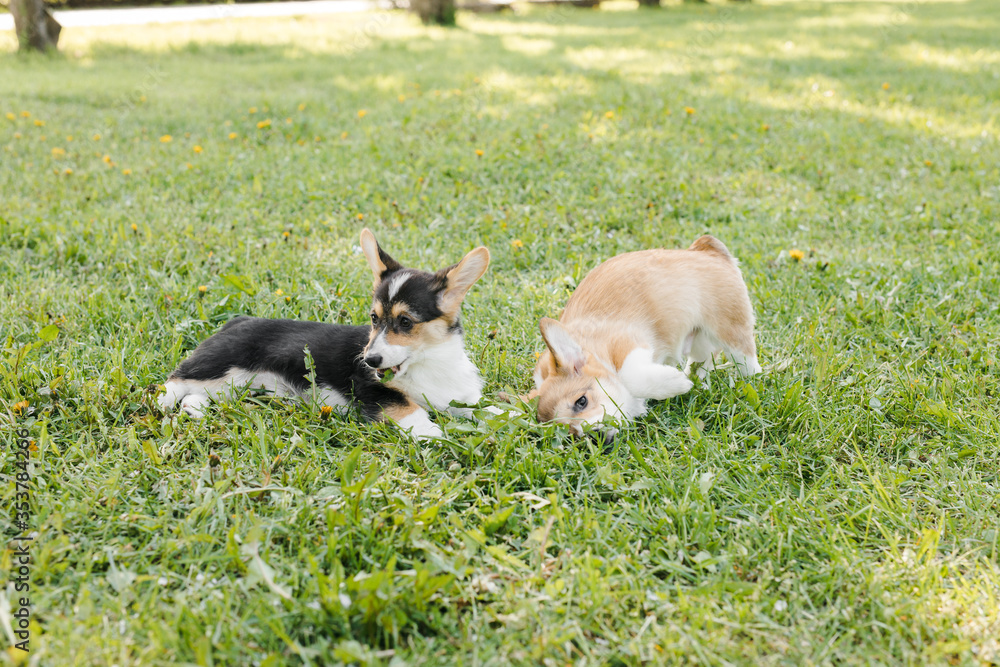 Corgi puppies in a Sunny sunset on a green background