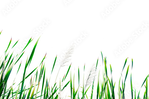 Long green grass and reeds isolated on white background with clipping path.