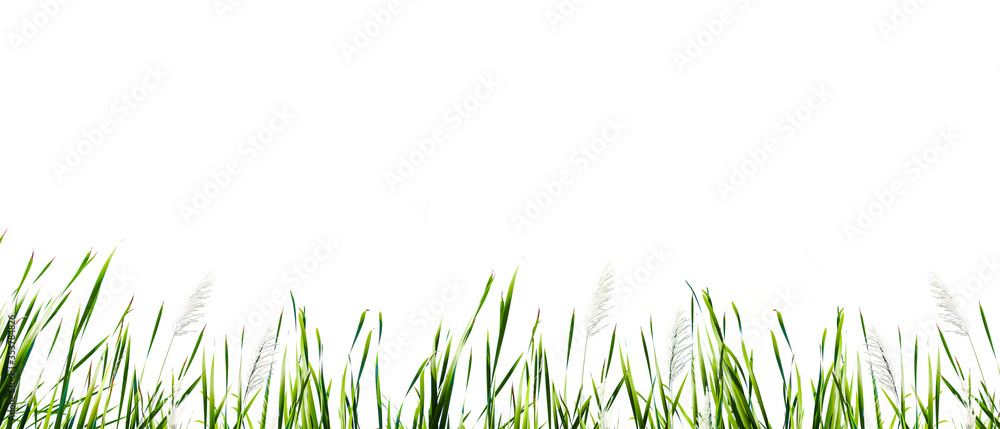 Long green grass and reeds isolated on white background. - obrazy, fototapety, plakaty 