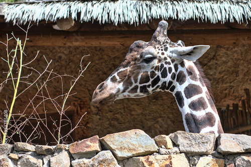 Canvas Print giraffe in zoo