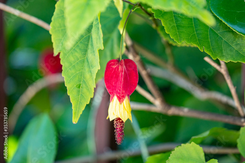 赤い風船のようなつる性の花 アブチロン チロリアンランプ ウキツリボク 浮釣木 Foto De Stock Adobe Stock 赤い風船のようなつる性の花 アブチロン チロリアンランプ ウキツリボク 浮釣木 Foto De Stock Adobe Stock