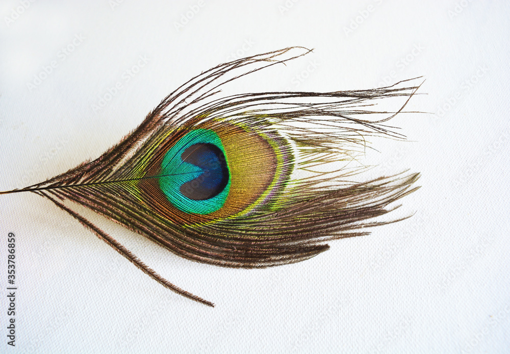 Obraz premium Isolated peacock feather