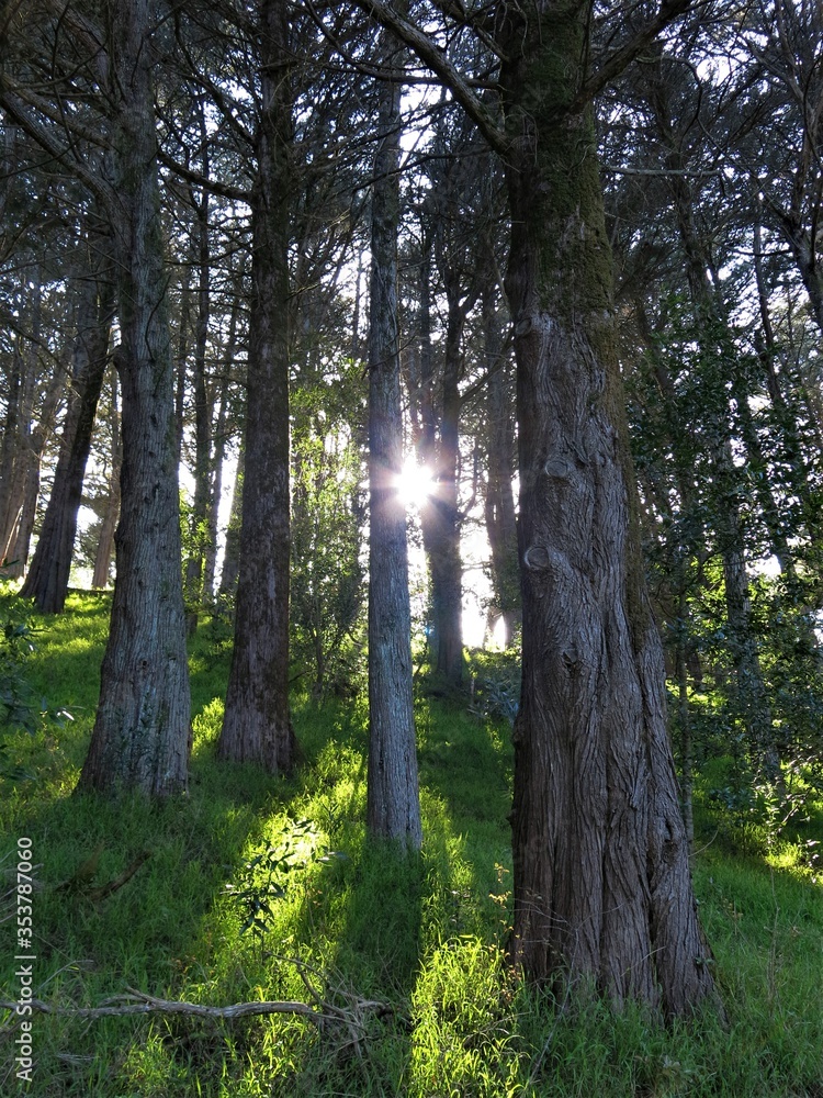 Naklejka premium Sunlight Making Its Way Through The Trees
