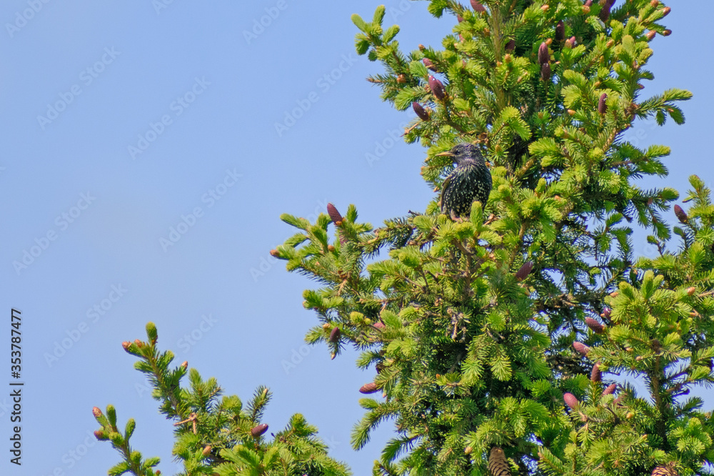 A Blackbird sits on a branch of a fir tree