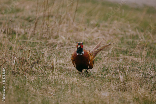 Pheasant in Finalnd photo