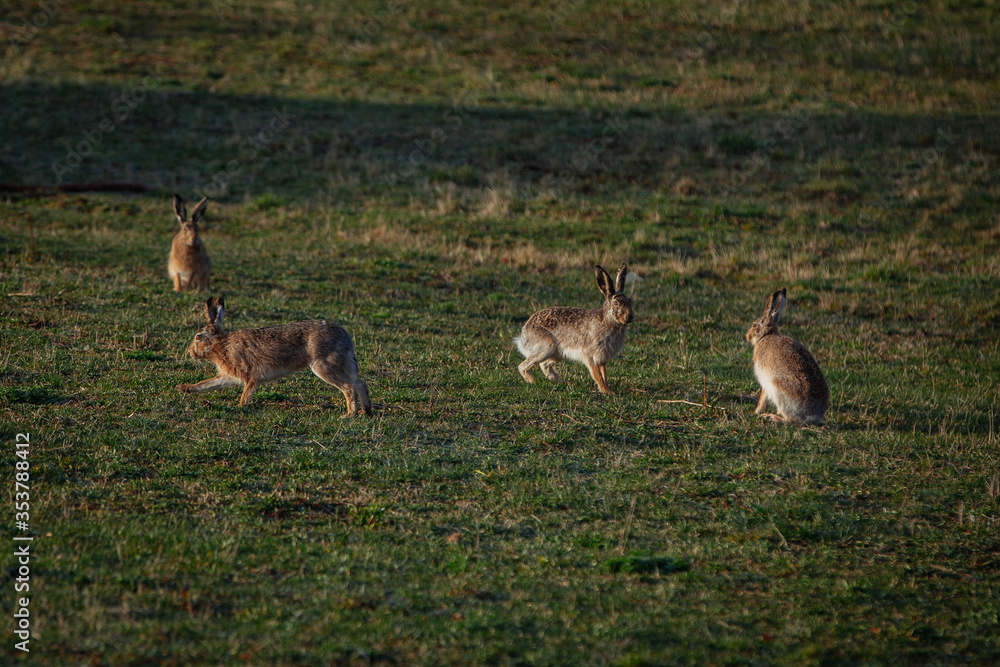 Naklejka premium Hares