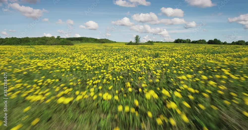 Large dandelion field / dense planted on big area with sun and cloudy sky. Aerial drone mid closeup shot