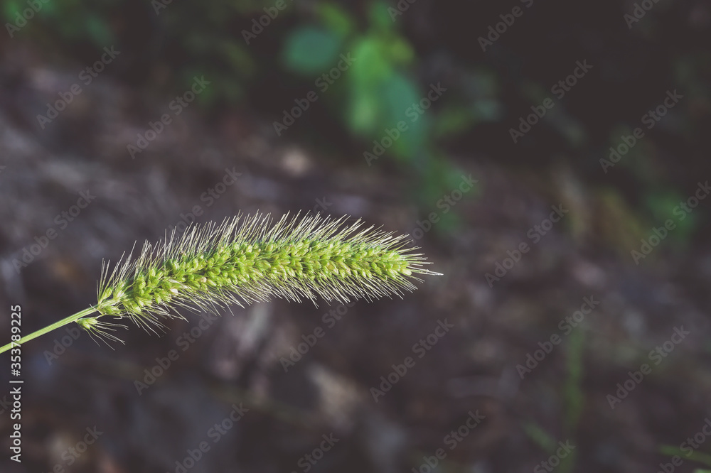 Fototapeta premium the blade of a grass