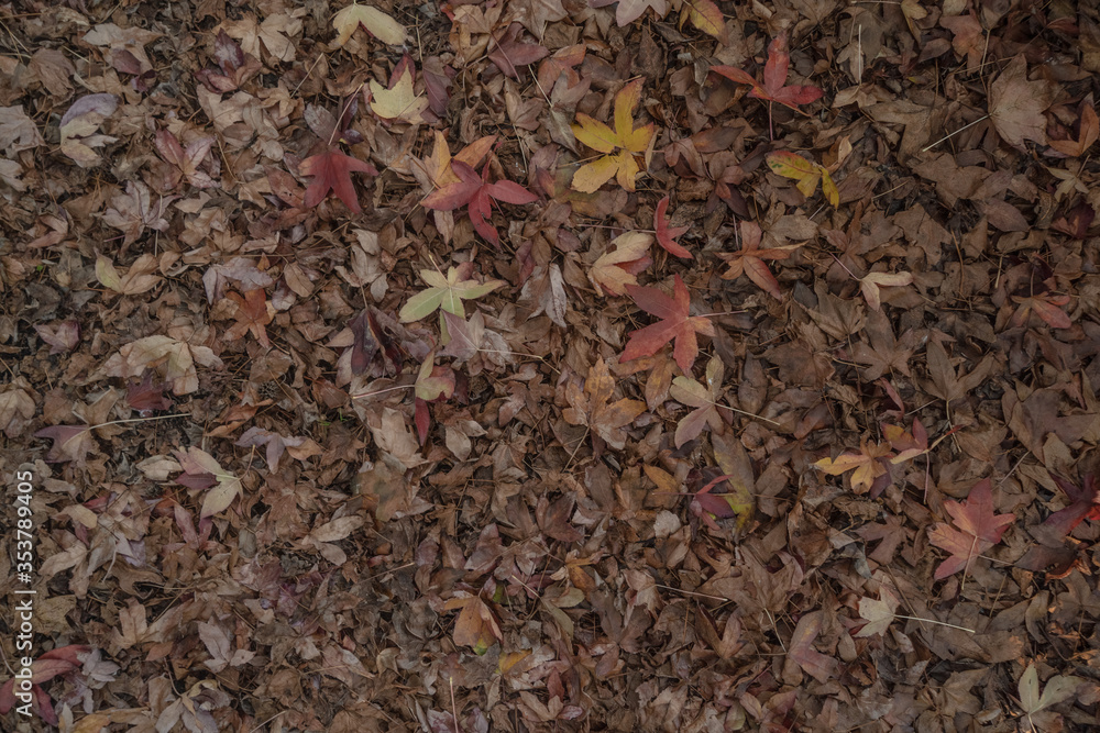 leaves on the ground leaves on the ground