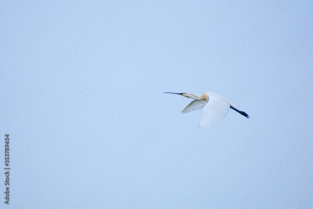 Fototapeta premium white tailed eagle flying in the sky