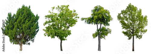 Set Beautiful Trees Isolated on white background   Suitable for use in architectural design   Decoration work   Used with natural articles both on print and website.