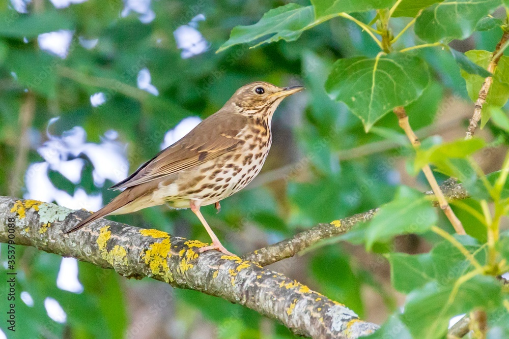 Song Thrush Standing On One Leg
Scientific name: Turdus philomelos
Song Thrush Standing On One Leg
Scientific name: Turdus philomelos