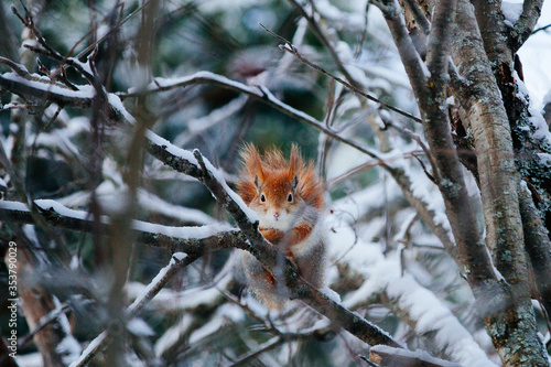 Squirrel in Lapland photo