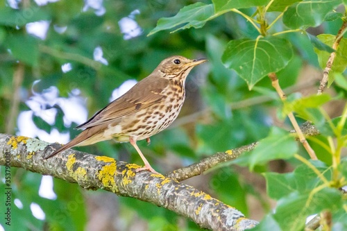 Song Thrush Standing On One Leg Scientific name: Turdus philomelos