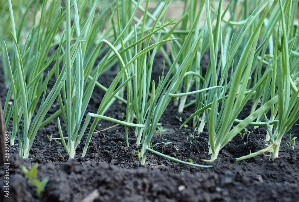 Green onions grow in a bed in a private garden. Green onions grow in a bed in a private garden.