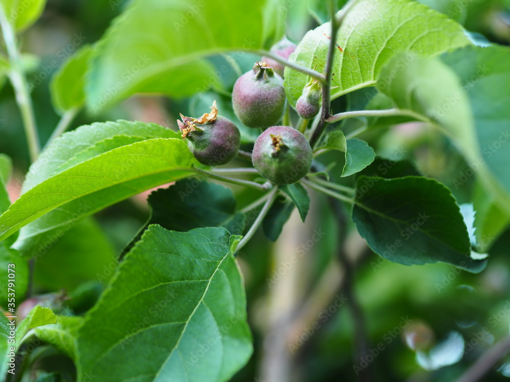 Green apple fruits with leaves on the branch. Green apple fruits with leaves on the branch.