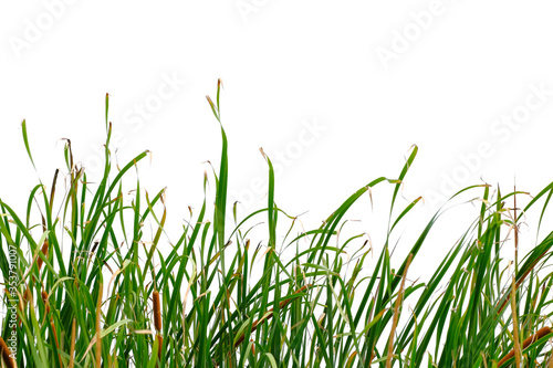 Long green grass and reeds isolated on white background with clipping path and copy space.
