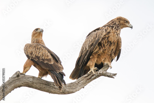 Pair of Tawny eagles perched in dead tree