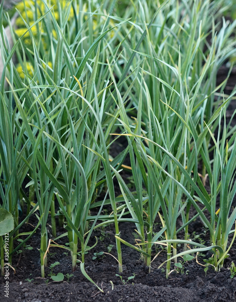 Obraz premium Agricultural background.Green garlic plants grow in a garden on a private plot.