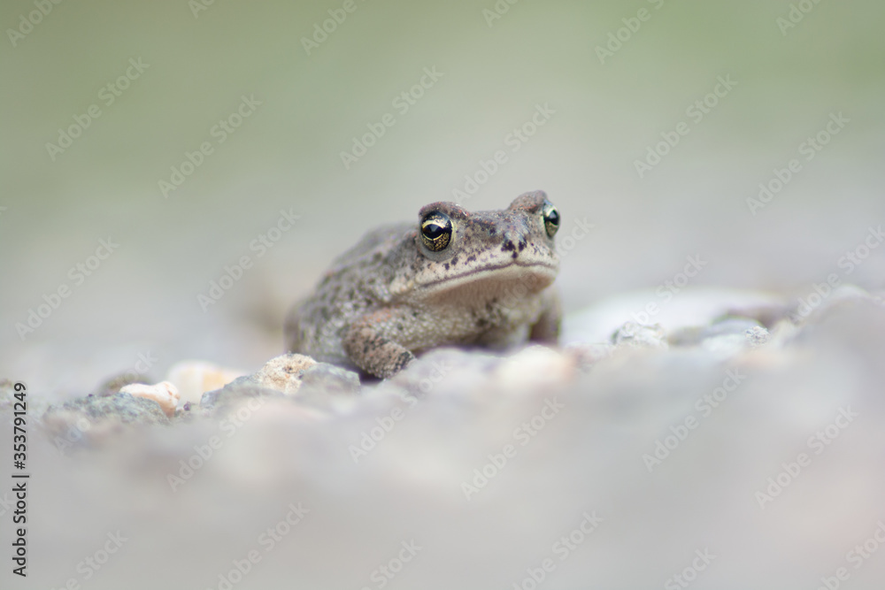 Obraz premium frog on a stone