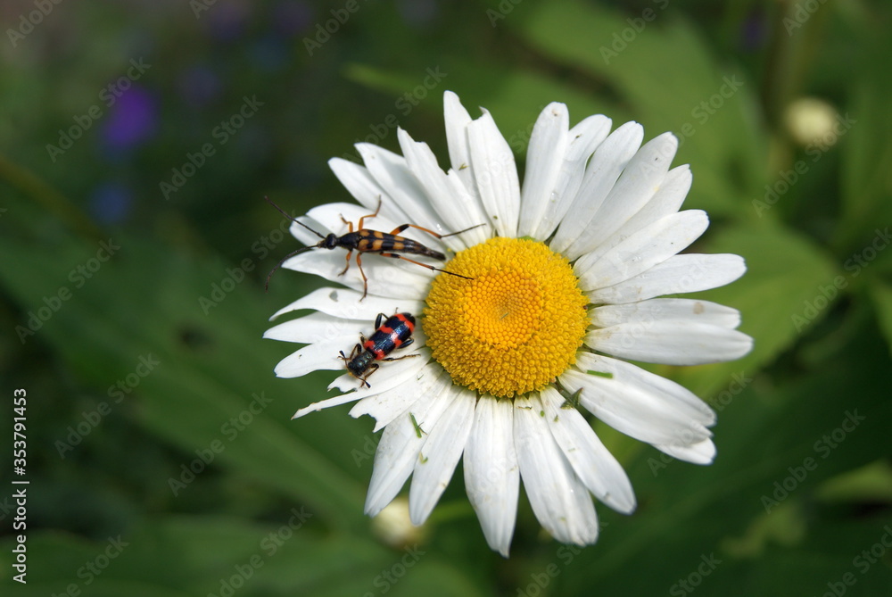 Fototapeta premium chamomile and beetles