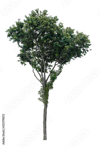 Tree isolated on white background. Suitable for use in architectural design or Decoration work. Used with natural articles both on print and website.