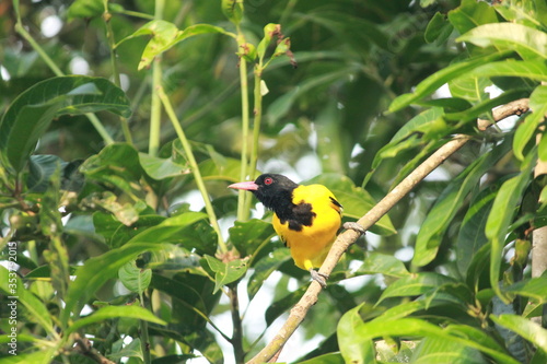  Black-headed Oriole