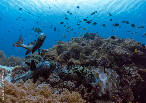 Harlequin sweetlips on a coral reef. Many spotted sweetlips, Plectorhinchus chaetodonoides, Wide angle photography