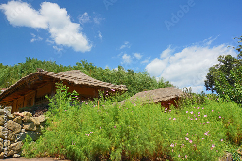 Korean old thatched house surrounded by stone walls and cosmos under the blue sky