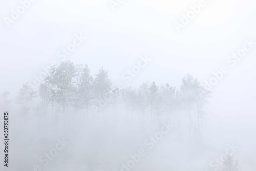 Chembra Peak Fog - Indian Forest