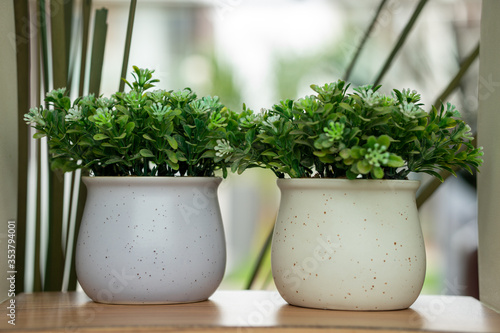 fresh herbs in a pot