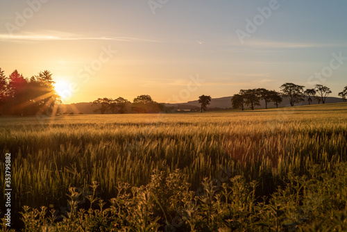 Sunrise over wheat field  Scotland in spring