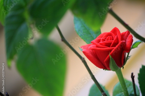 Canvas Print Beautiful Red Rose of our Plant covered with Green Leafs photo click at Virar Maharastra India