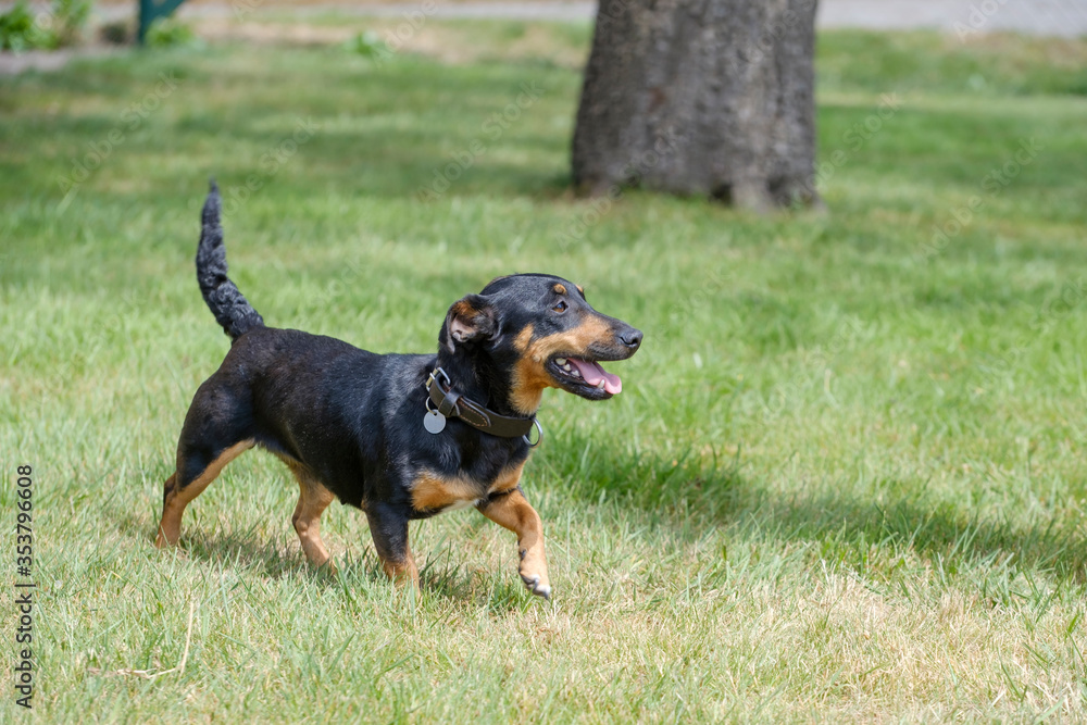 Black and tan Jack Russell Terrier posing in full body, stands in the grass with shadow