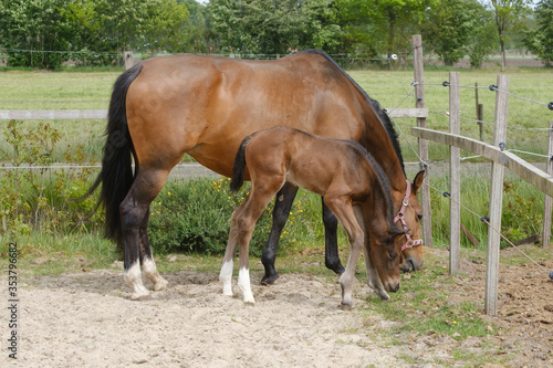 A little brown foal, mare foal standing next to the mother, during the day with a countryside landscape