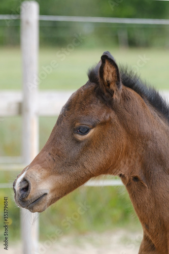 Close-up of a little brown foal,horse standing next to the mother, during the day with a countryside landscape