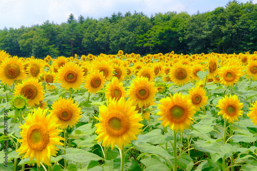 Obraz premium 山梨のひまわり畑