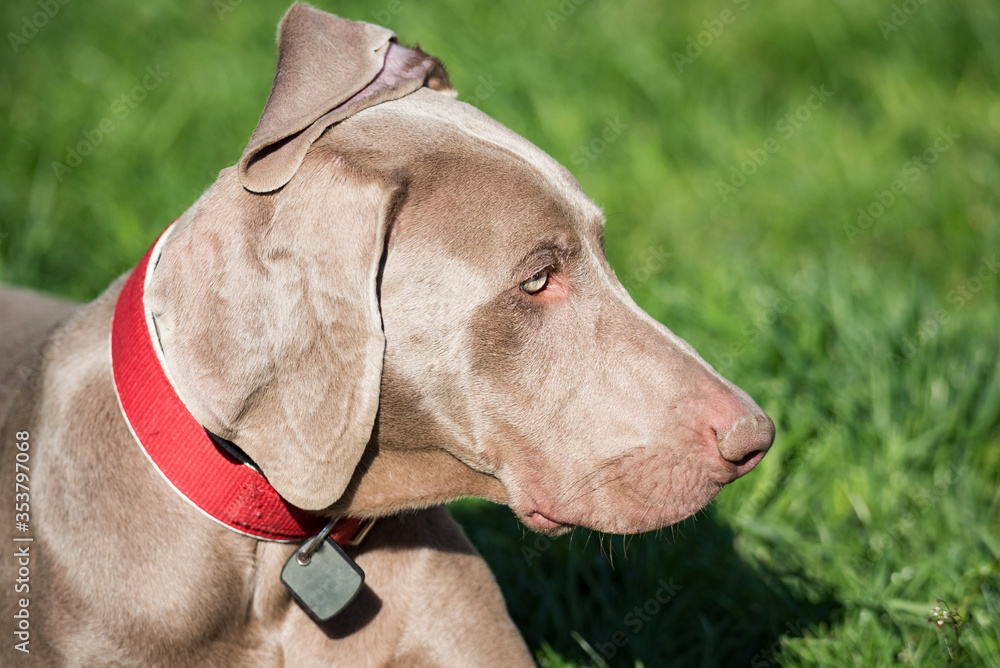 Weimaraner observes the surroundings lying on the green grass. Olfactory exercises for the dog. A dog with shiny fur.