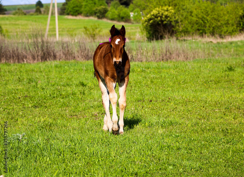 young thoroughbred brown foal walks and plays on green pasture. Little stallion frolic and eat grass on spring meadow, on bright sunny day.