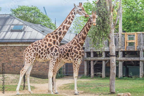 Beautiful giraffes at London Zoo,ZSL London Zoo photo
