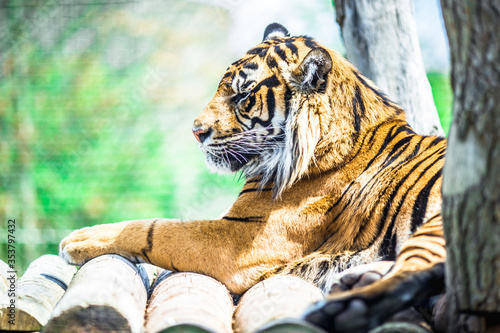 Photography Amazing tiger at London Zoo