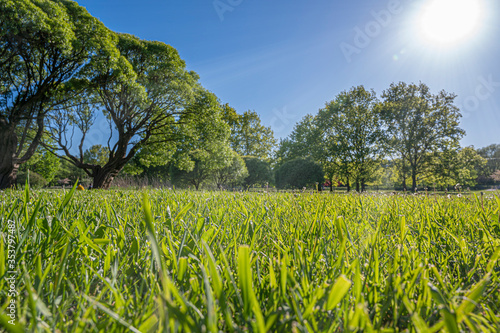Green lawn with trees in park with sunny light rays. Natural spring environment. Spring grass background texture. Green grass in the rays of sun close up.