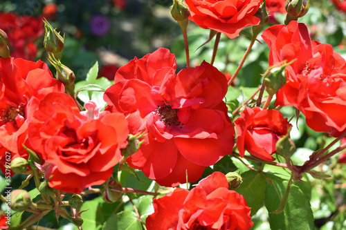 Image of Red rose blooming in the park