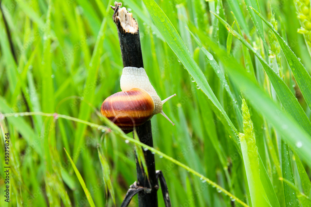 Obraz premium snail on a grass