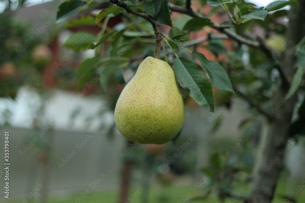 pear on tree pear on tree